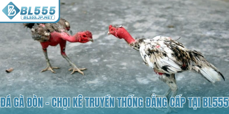 Đá gà đòn