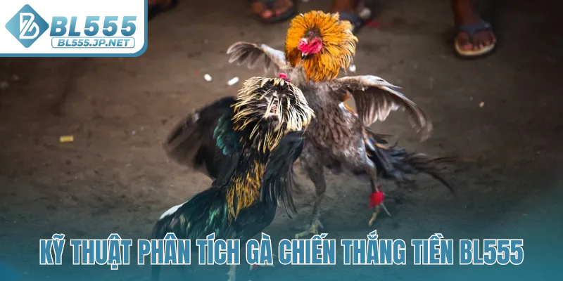 Kỹ thuật phân tích gà chiến thắng tiền BL555